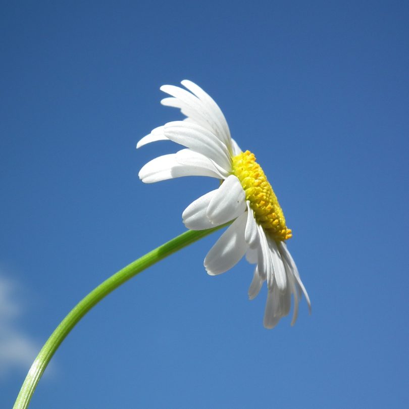 photo of flower that represents the sun. 