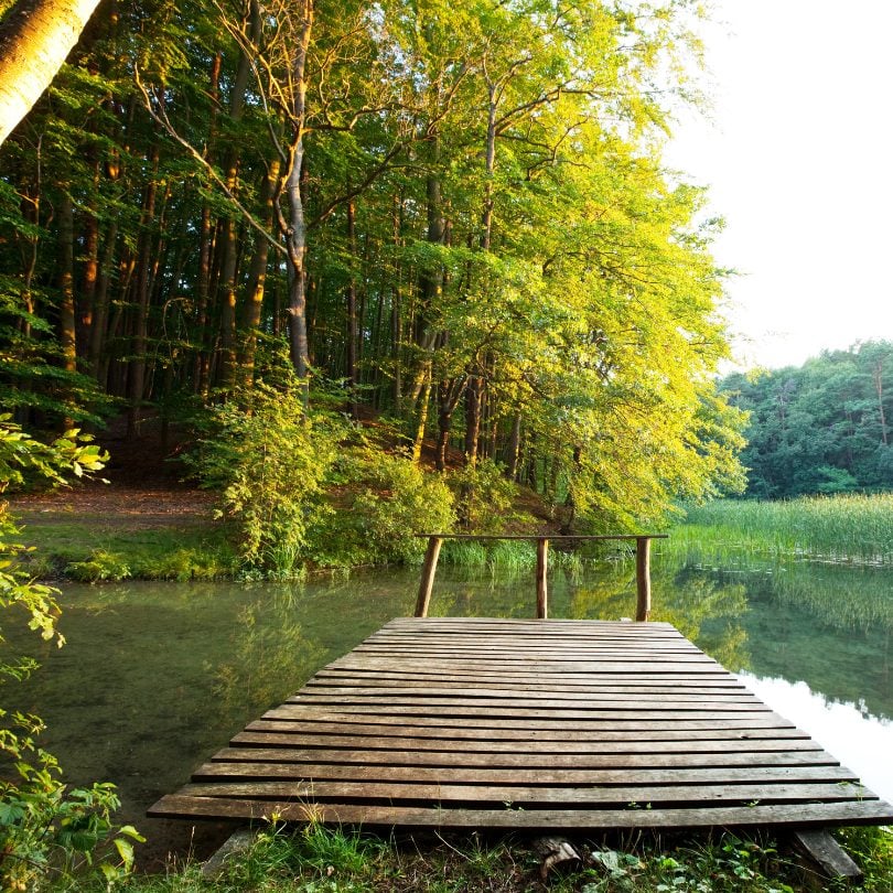 boardwalk onto a lake surrounded by trees